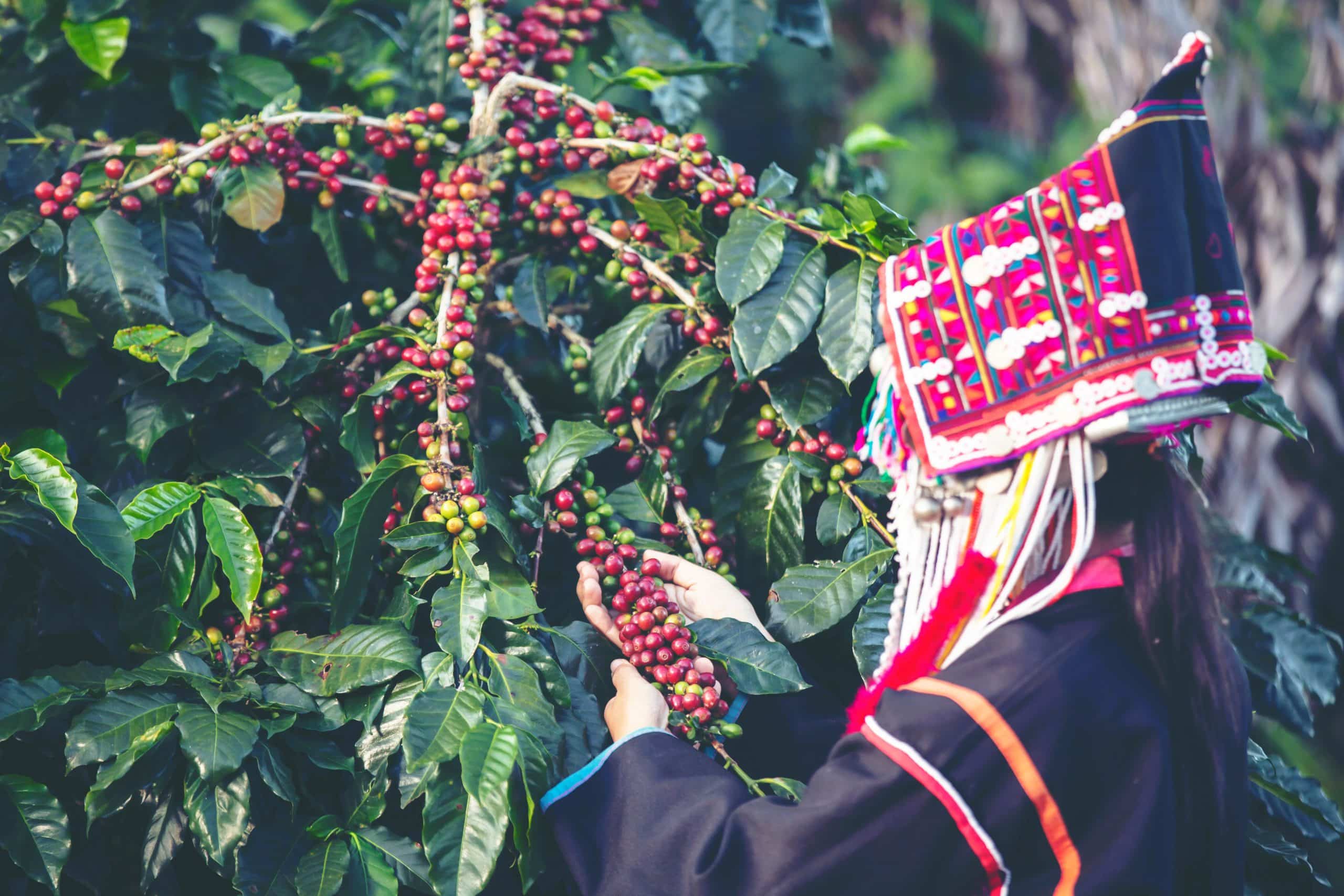 Akha Farmers