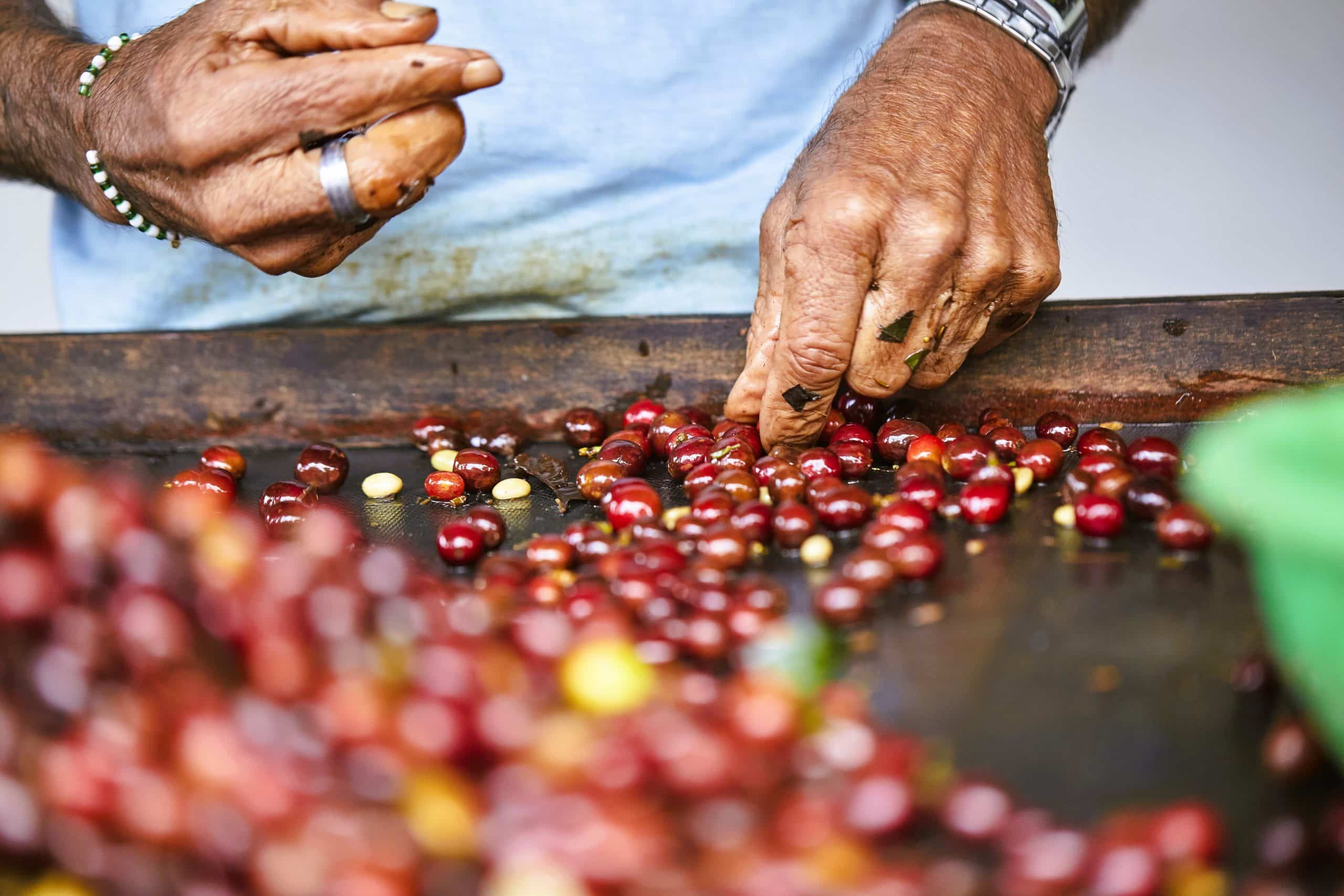 A Close Up Shot Of Male Hands Sorting The Harvested Coffee Fruits Before Drying