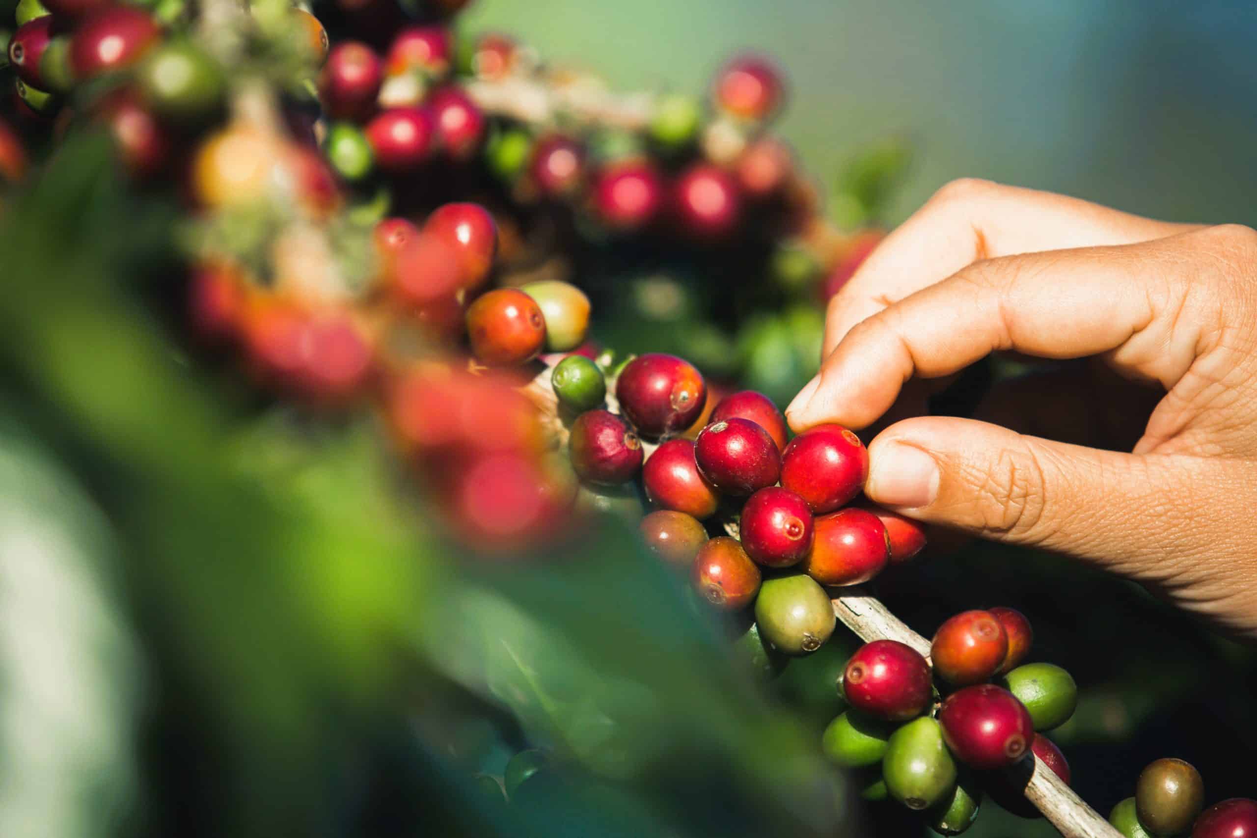 Hands That Are Picking Coffee Beans From The Coffee Tree
