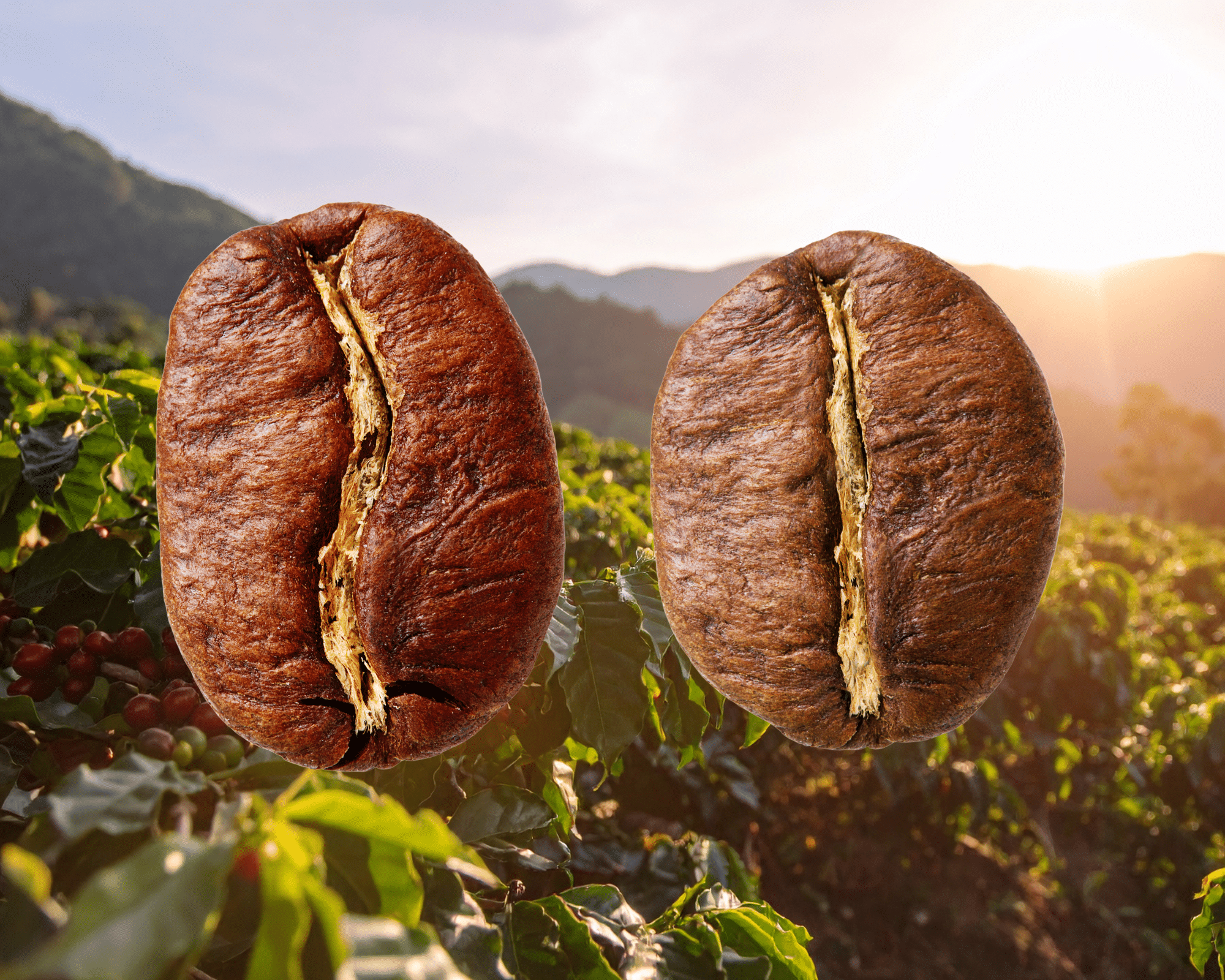 Arabica Versus Robusta